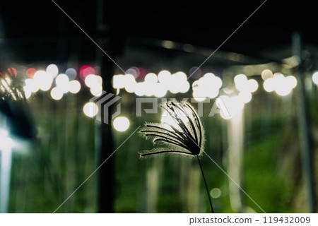 Zatsumaki and Illuminated Chrysanthemums Zatsumaki and Illuminated Chrysanthemums 119432009
