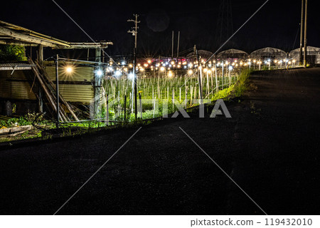 Okinawa's Illuminated Chrysanthemums (Kikumination) Okinawa's Illuminated Chrysanthemums (Kikumination) 119432010