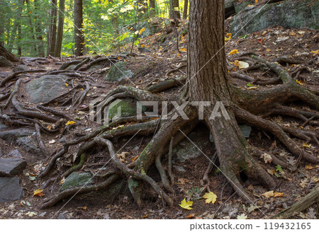 Trees with exposed roots in autumn forest.  119432165
