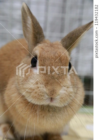 Rabbit  119432182