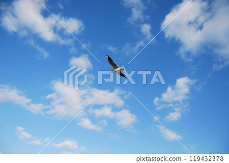 Black Sea Ivory Gull in flight. Flight of a seagull against a blue sky. 119432378