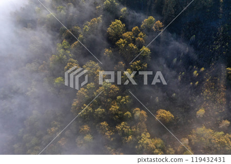 Aerial top down view of autumn misty forest canopy 119432431