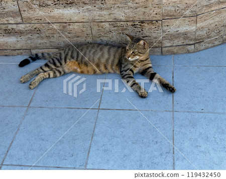 A Tabby Cat Relaxing on a Sunlit Tile Floor Near a Stone Wall on a Warm Afternoon A Tabby Cat Relaxing on a Sunlit Tile Floor Near a Stone Wall on a Warm Afternoon 119432450