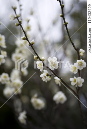 White plum blossoms are in bloom in the plum garden. 119432499