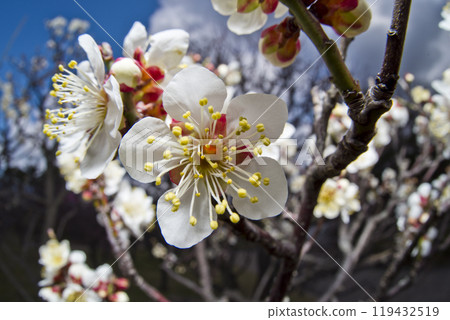 梅園裡開滿了白梅花。 119432519