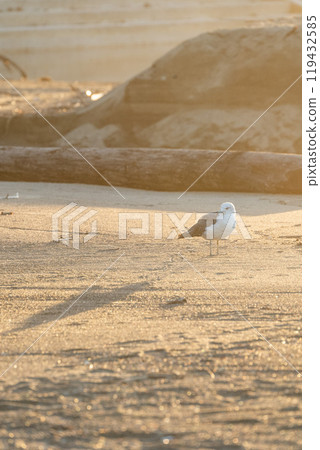 [Scenery of Shonai] Sunset at Yura Coast_Black-tailed Gull 119432585