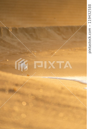 [Scenery of Shonai] Sunset at Yura Coast_Black-tailed Gull 119432588