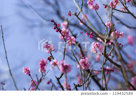 梅園裡盛開著粉紅色的梅花。 119432589