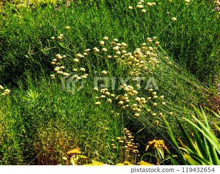 Cancrinia without petals. Yellow flowers on a background of green grass. Cancrinia chrysocephala. 119432654