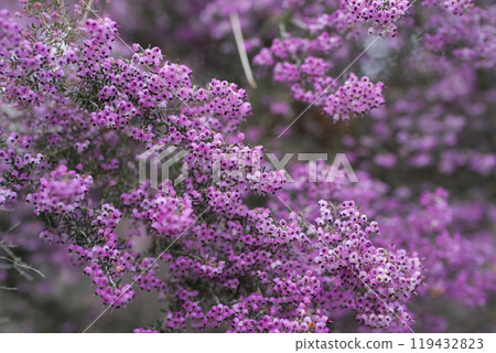 Erica canaliculata 的花朵以粉紅色盛開。學名是 Erica canaliculata Erica canaliculata 的花朵以粉紅色盛開。學名是 Erica canaliculata 119432823