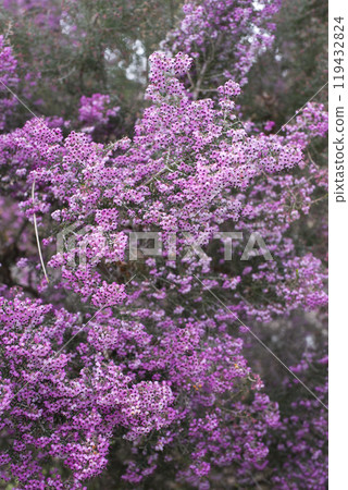 Erica canaliculata 的花朵以粉紅色盛開。學名是 Erica canaliculata 119432824