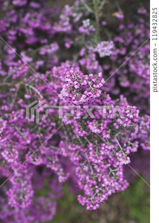 Erica canaliculata 的花朵以粉紅色盛開。學名是 Erica canaliculata 119432825