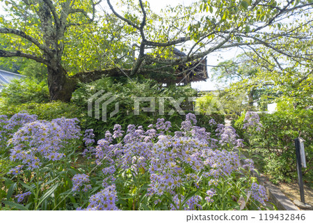 立花寺院內盛開的食園（奈良縣飛鳥村） 119432846
