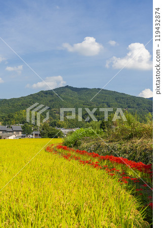 The approach to Tachibana-dera Temple: Rice is ripe and red spider lilies are in full bloom along the footpath (Asuka Village, Nara Prefecture) 119432874