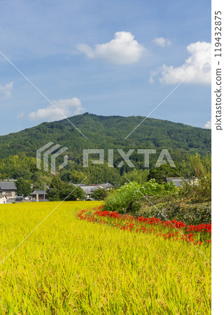 The approach to Tachibana-dera Temple: Rice is ripe and red spider lilies are in full bloom along the footpath (Asuka Village, Nara Prefecture) 119432875