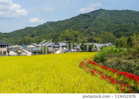 The approach to Tachibana-dera Temple: Rice is ripe and red spider lilies are in full bloom along the footpath (Asuka Village, Nara Prefecture) The approach to Tachibana-dera Temple: Rice is ripe and red spider lilies are in full bloom along the footpath (Asuka Village, Nara Prefecture) 119432876