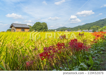 稻穗成熟、紅蜘蛛百合盛開的立花寺參道（奈良縣飛鳥村） 119432878
