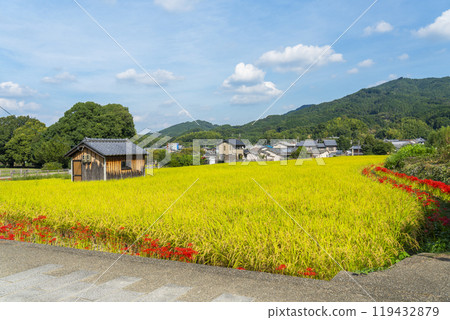 稻穗成熟、紅蜘蛛百合盛開的立花寺參道（奈良縣飛鳥村） 119432879