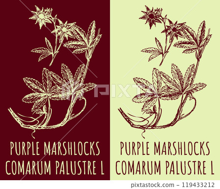 Vector drawings PURPLE MARSHLOCKS. Hand drawn illustration. Latin name COMARUM PALUSTRE L. 119433212