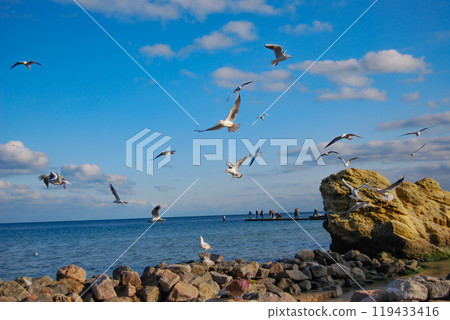 A flock of Black Sea white seagulls near a yellow stone in Odessa. Feeding seagulls is always a pleasant activity for Odessans. A flock of Black Sea white seagulls near a yellow stone in Odessa. Feeding seagulls is always a pleasant activity for Odessans. 119433416