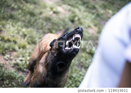 Fierce canine on high alert ready to defend Fierce canine on high alert ready to defend 119433631