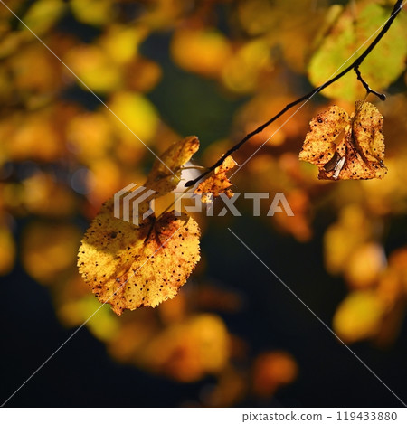 Beautiful colourful autumn leaves. Seasonal natural background. Fall time. Beautiful colourful autumn leaves. Seasonal natural background. Fall time. 119433880