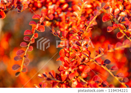 fall season weather. beautiful orange autumn leaf background. yellow leaf backdrop. 119434221
