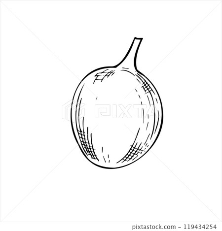 Whole exotic maracuja vector food hand drawn sketch black and white. Tropical unpeeled granadilla fruit engraved illustration. Food edible ingredient for recipes, menu, label, package Whole exotic maracuja vector food hand drawn sketch black and white. Tropical unpeeled granadilla fruit engraved illustration. Food edible ingredient for recipes, menu, label, package 119434254