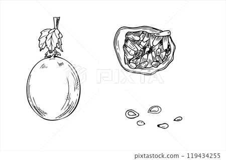 Passion fruit vector isolated illustration set painted by black inks. Whole and half exotic tropical maracuja with seeds Passiflora plant engraving drawing for menu or dessert package decor. 119434255