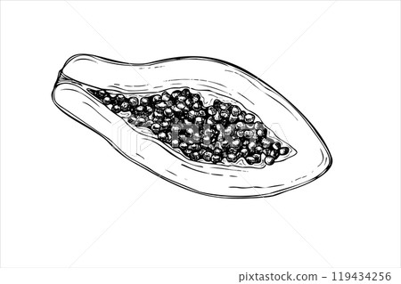 Half juicy papaya with seeds hand drawn vector isolated drawing painted by black inks. Exotic sweet cut pawpaw fruit realistic graphic sketch illustration. Tropical plant top view for poster. 119434256