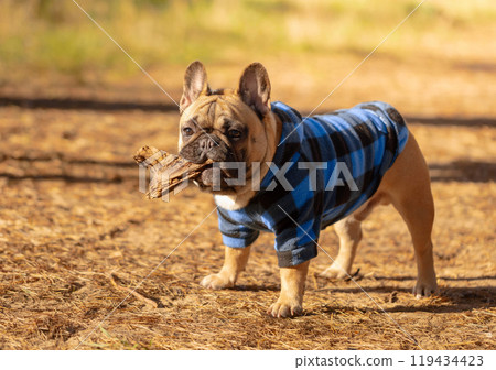 French Bulldog puppy in a blue coat. French Bulldog puppy in a blue coat. 119434423