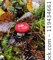 Russula red mushroom in the forest 119434661