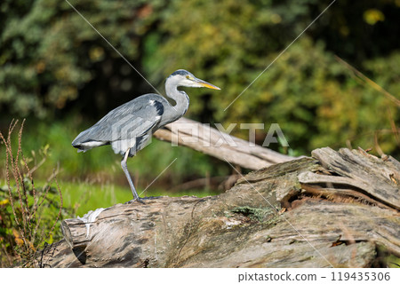 A Grey heron (Ardea cinerea) stands on a tree trunk A Grey heron (Ardea cinerea) stands on a tree trunk 119435306