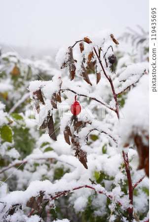 Red rosehip fruit covered with snow. Vertical photo image. Rose hips or Rosa canina leaves and branches under the snow during a snowfall. Isolated red berry close-up, no people. Red rosehip fruit covered with snow. Vertical photo image. Rose hips or Rosa canina leaves and branches under the snow during a snowfall. Isolated red berry close-up, no people. 119435695