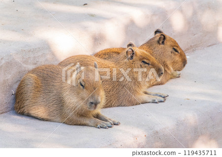 Three capybara in the park Three capybara in the park 119435711