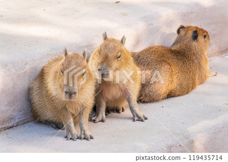 Three capybara in the park Three capybara in the park 119435714