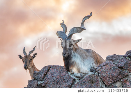 Markhor male and female on the rock. Latin name - Capra falconeri Markhor male and female on the rock. Latin name - Capra falconeri 119435716