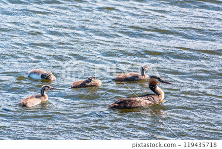 The waterfowl bird, great crested grebe with chick, swimming in the lake. 119435718
