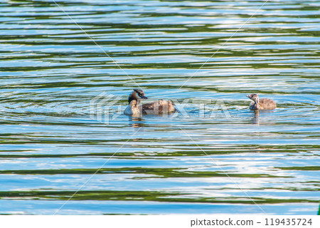 The waterfowl bird, great crested grebe with chick, swimming in the lake. 119435724