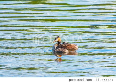 The waterfowl bird, great crested grebe with chick, swimming in the lake. The waterfowl bird, great crested grebe with chick, swimming in the lake. 119435725