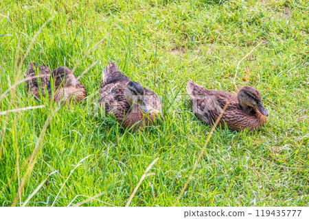 Three mallard ducks sits on the green shore of a pond. 119435777