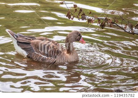 Greater White-fronted Goose (Anser albifrons) standing on the green shore of the pond. 119435782
