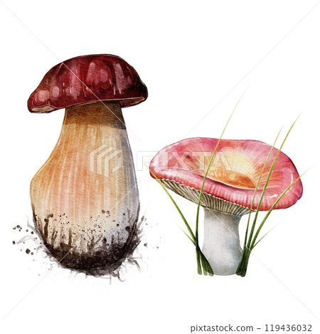 Porcini mushroom and russula set Porcini mushroom and russula set 119436032