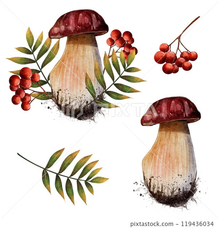 Set of Porcini mushroom and mountain ash, watercolor illustration Set of Porcini mushroom and mountain ash, watercolor illustration 119436034
