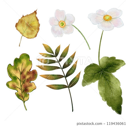 Autumn composition with White Flowers and Leaves 119436061