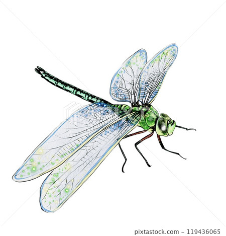Dragonfly ,watercolor illustration Dragonfly ,watercolor illustration 119436065