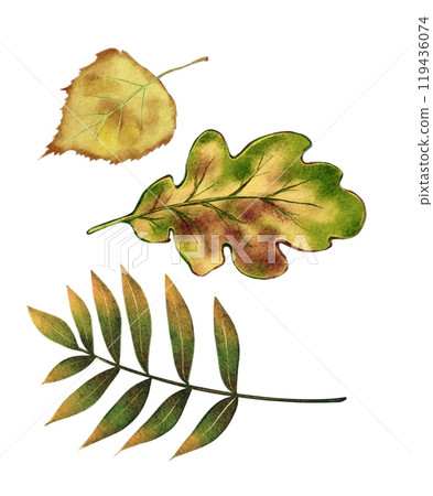 Autumn leaves, set 119436074