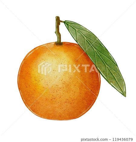 Orange Watercolor Illustration 119436079