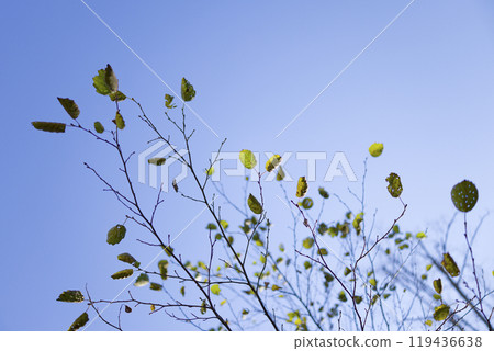 Dead tree and blue sky Dead tree and blue sky 119436638