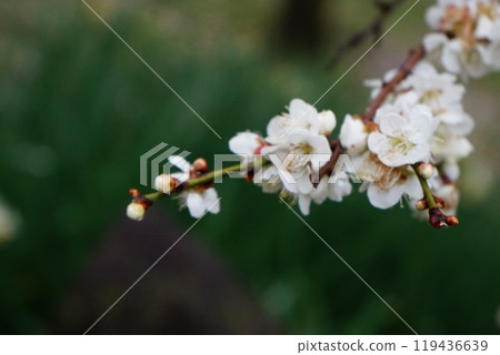 white plum blossom white plum blossom 119436639